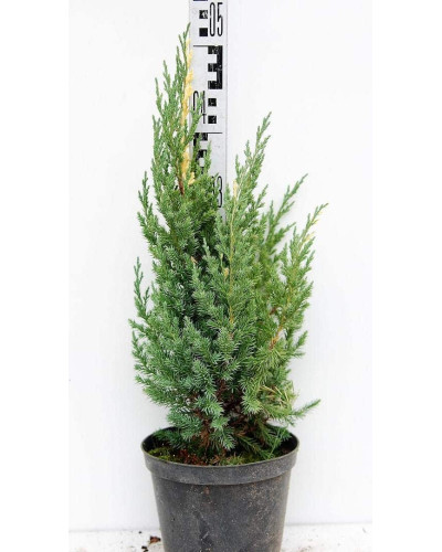 Ялівець китайський Стрікта Варієгата | Juniperus chinensis Stricta Variegata | Можжевельник китайский Стрикта Вариегата