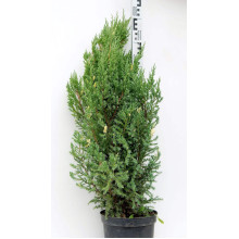 Ялівець китайський Стрікта Варієгата | Juniperus chinensis Stricta Variegata | Можжевельник китайский Стрикта Вариегата