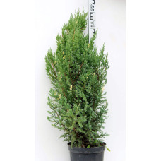 Ялівець китайський Стрікта Варієгата | Juniperus chinensis Stricta Variegata | Можжевельник китайский Стрикта Вариегата