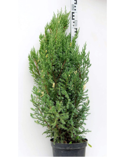Ялівець китайський Стрікта Варієгата | Juniperus chinensis Stricta Variegata | Можжевельник китайский Стрикта Вариегата