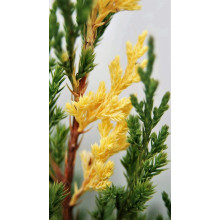 Ялівець китайський Стрікта Варієгата | Juniperus chinensis Stricta Variegata | Можжевельник китайский Стрикта Вариегата