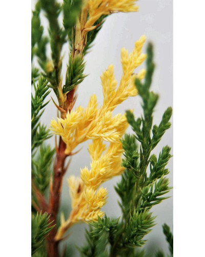 Ялівець китайський Стрікта Варієгата | Juniperus chinensis Stricta Variegata | Можжевельник китайский Стрикта Вариегата