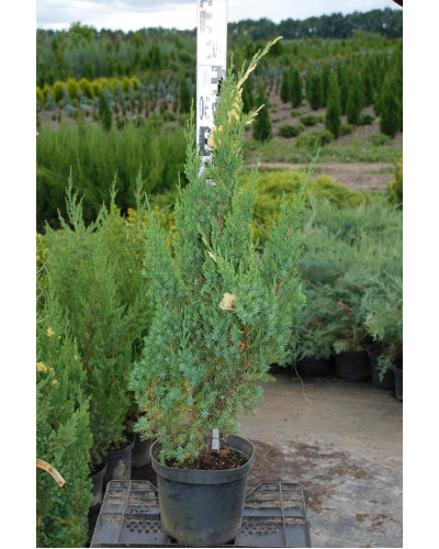 Ялівець китайський Стрікта Варієгата | Juniperus chinensis Stricta Variegata | Можжевельник китайский Стрикта Вариегата
