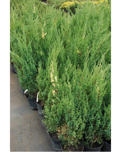 Ялівець китайський Стрікта Варієгата | Juniperus chinensis Stricta Variegata | Можжевельник китайский Стрикта Вариегата