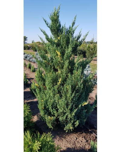 Ялівець китайський Стрікта Варієгата | Juniperus chinensis Stricta Variegata | Можжевельник китайский Стрикта Вариегата