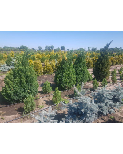 Ялівець китайський Стрікта Варієгата | Juniperus chinensis Stricta Variegata | Можжевельник китайский Стрикта Вариегата