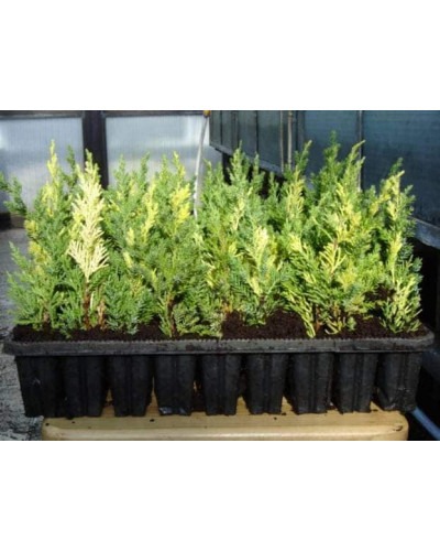 Ялівець китайський Стрікта Варієгата | Juniperus chinensis Stricta Variegata | Можжевельник китайский Стрикта Вариегата