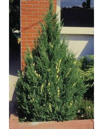 Ялівець китайський Стрікта Варієгата | Juniperus chinensis Stricta Variegata | Можжевельник китайский Стрикта Вариегата