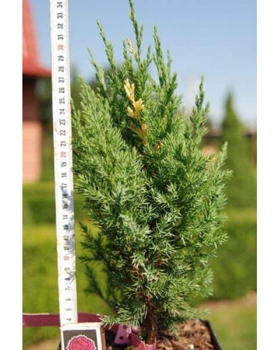 Ялівець китайський Стрікта Варієгата | Juniperus chinensis Stricta Variegata | Можжевельник китайский Стрикта Вариегата