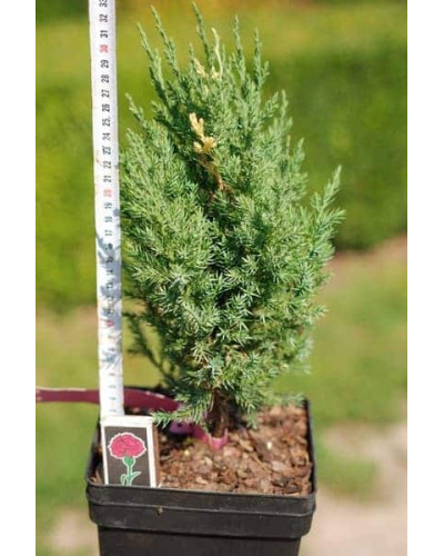 Ялівець китайський Стрікта Варієгата | Juniperus chinensis Stricta Variegata | Можжевельник китайский Стрикта Вариегата