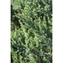 Ялівець китайський Сан Хосе | Juniperus chinensis San Jose | Можжевельник китайский Сан Хосе