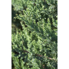 Ялівець китайський Сан Хосе | Juniperus chinensis San Jose | Можжевельник китайский Сан Хосе