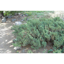 Ялівець китайський Сан Хосе | Juniperus chinensis San Jose | Можжевельник китайский Сан Хосе