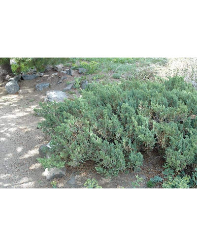 Ялівець китайський Сан Хосе | Juniperus chinensis San Jose | Можжевельник китайский Сан Хосе