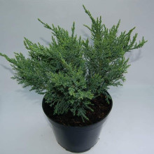 Ялівець китайський Сан Хосе | Juniperus chinensis San Jose | Можжевельник китайский Сан Хосе
