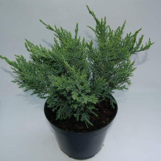 Ялівець китайський Сан Хосе | Juniperus chinensis San Jose | Можжевельник китайский Сан Хосе