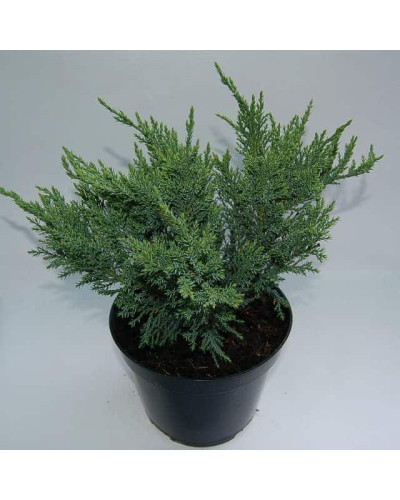 Ялівець китайський Сан Хосе | Juniperus chinensis San Jose | Можжевельник китайский Сан Хосе