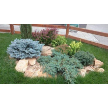 Ялівець китайський Сан Хосе | Juniperus chinensis San Jose | Можжевельник китайский Сан Хосе