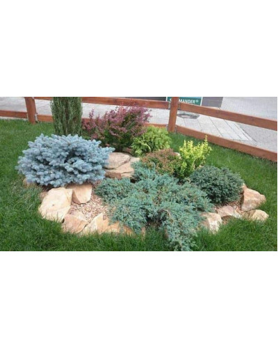 Ялівець китайський Сан Хосе | Juniperus chinensis San Jose | Можжевельник китайский Сан Хосе