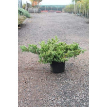 Ялівець китайський Сан Хосе | Juniperus chinensis San Jose | Можжевельник китайский Сан Хосе