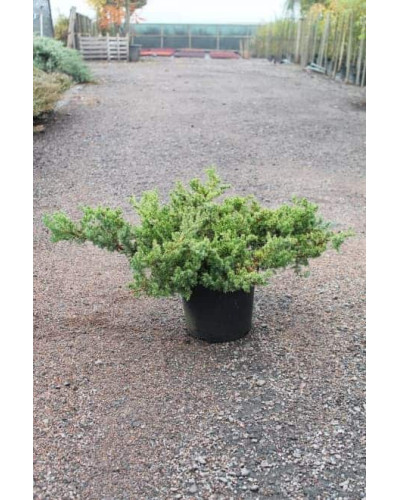 Ялівець китайський Сан Хосе | Juniperus chinensis San Jose | Можжевельник китайский Сан Хосе