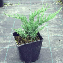Ялівець китайський Сан Хосе | Juniperus chinensis San Jose | Можжевельник китайский Сан Хосе