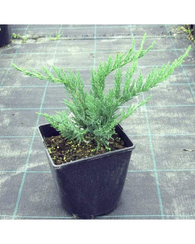 Ялівець китайський Сан Хосе | Juniperus chinensis San Jose | Можжевельник китайский Сан Хосе
