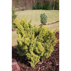 Ялівець китайський Плюмоза Ауреа | Juniperus chinensis Plumosa Aurea | Можжевельник китайский Плюмоза Ауреа
