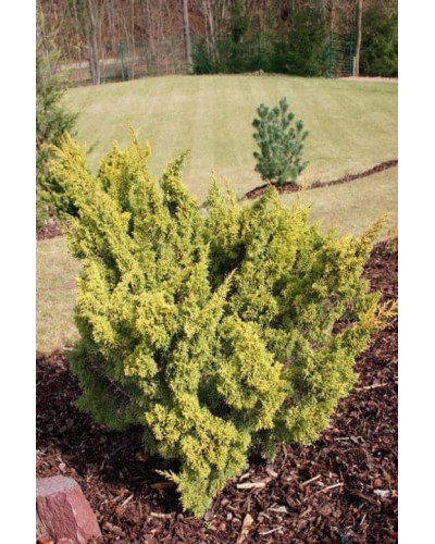 Ялівець китайський Плюмоза Ауреа | Juniperus chinensis Plumosa Aurea | Можжевельник китайский Плюмоза Ауреа