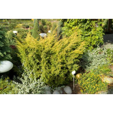 Ялівець китайський Плюмоза Ауреа | Juniperus chinensis Plumosa Aurea | Можжевельник китайский Плюмоза Ауреа