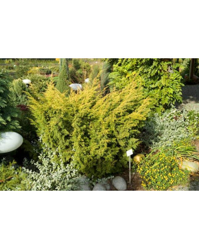 Ялівець китайський Плюмоза Ауреа | Juniperus chinensis Plumosa Aurea | Можжевельник китайский Плюмоза Ауреа