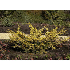 Ялівець китайський Плюмоза Ауреа | Juniperus chinensis Plumosa Aurea | Можжевельник китайский Плюмоза Ауреа