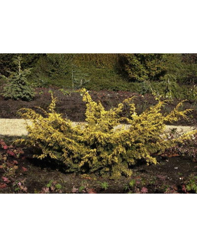 Ялівець китайський Плюмоза Ауреа | Juniperus chinensis Plumosa Aurea | Можжевельник китайский Плюмоза Ауреа