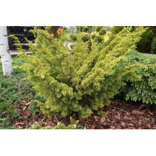 Ялівець китайський Плюмоза Ауреа | Juniperus chinensis Plumosa Aurea | Можжевельник китайский Плюмоза Ауреа