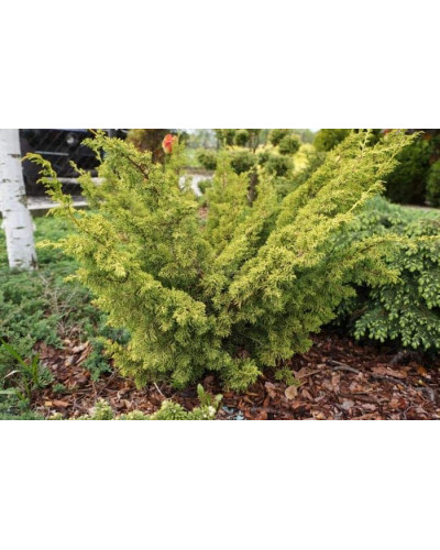 Ялівець китайський Плюмоза Ауреа | Juniperus chinensis Plumosa Aurea | Можжевельник китайский Плюмоза Ауреа