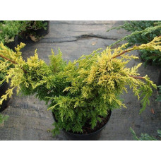 Ялівець китайський Плюмоза Ауреа | Juniperus chinensis Plumosa Aurea | Можжевельник китайский Плюмоза Ауреа