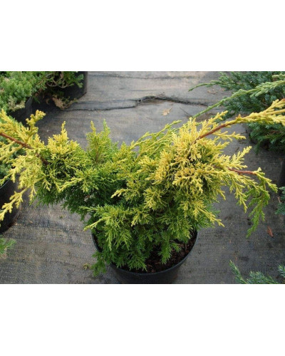 Ялівець китайський Плюмоза Ауреа | Juniperus chinensis Plumosa Aurea | Можжевельник китайский Плюмоза Ауреа