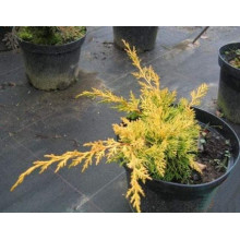 Ялівець китайський Плюмоза Ауреа | Juniperus chinensis Plumosa Aurea | Можжевельник китайский Плюмоза Ауреа