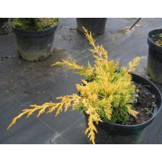 Ялівець китайський Плюмоза Ауреа | Juniperus chinensis Plumosa Aurea | Можжевельник китайский Плюмоза Ауреа