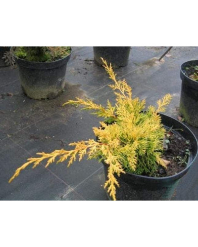 Ялівець китайський Плюмоза Ауреа | Juniperus chinensis Plumosa Aurea | Можжевельник китайский Плюмоза Ауреа