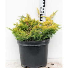 Ялівець китайський Плюмоза Ауреа | Juniperus chinensis Plumosa Aurea | Можжевельник китайский Плюмоза Ауреа