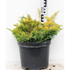 Ялівець китайський Плюмоза Ауреа | Juniperus chinensis Plumosa Aurea | Можжевельник китайский Плюмоза Ауреа
