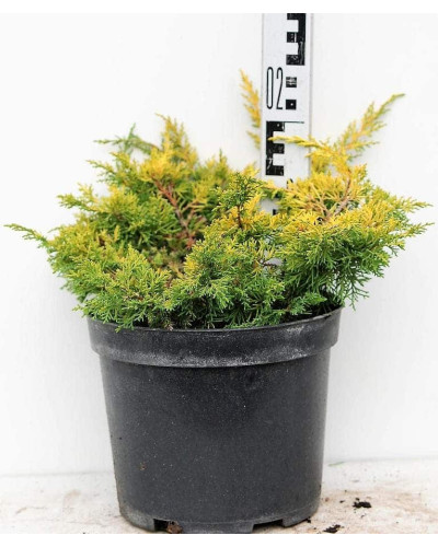 Ялівець китайський Плюмоза Ауреа | Juniperus chinensis Plumosa Aurea | Можжевельник китайский Плюмоза Ауреа