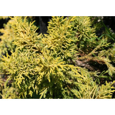Ялівець китайський Плюмоза Ауреа | Juniperus chinensis Plumosa Aurea | Можжевельник китайский Плюмоза Ауреа