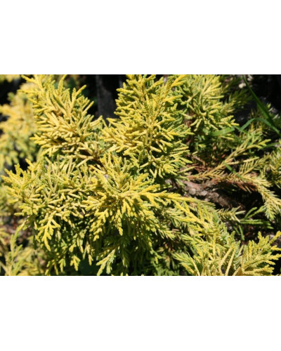 Ялівець китайський Плюмоза Ауреа | Juniperus chinensis Plumosa Aurea | Можжевельник китайский Плюмоза Ауреа