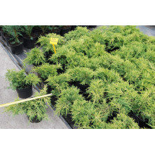 Ялівець китайський Плюмоза Ауреа | Juniperus chinensis Plumosa Aurea | Можжевельник китайский Плюмоза Ауреа