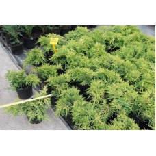 Ялівець китайський Плюмоза Ауреа | Juniperus chinensis Plumosa Aurea | Можжевельник китайский Плюмоза Ауреа