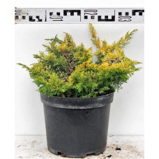 Ялівець китайський Плюмоза Ауреа | Juniperus chinensis Plumosa Aurea | Можжевельник китайский Плюмоза Ауреа