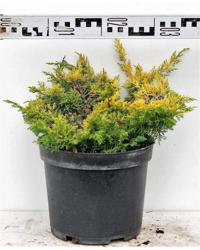 Ялівець китайський Плюмоза Ауреа | Juniperus chinensis Plumosa Aurea | Можжевельник китайский Плюмоза Ауреа