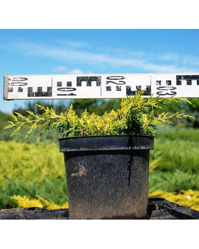 Ялівець китайський Плюмоза Ауреа | Juniperus chinensis Plumosa Aurea | Можжевельник китайский Плюмоза Ауреа